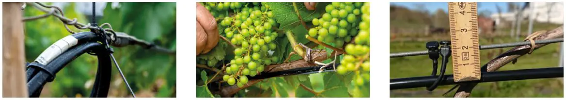 Danfoss Vineyards Frost Protection-22