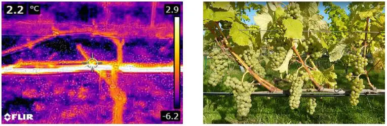 Danfoss Vineyards Frost Protection-26