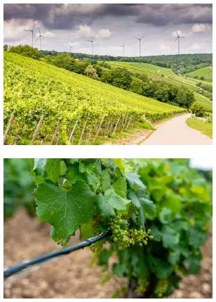 Danfoss Vineyards Frost Protection-5