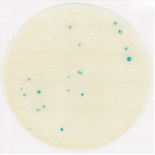 KIKKOMAN 61981 Easy Plate CC