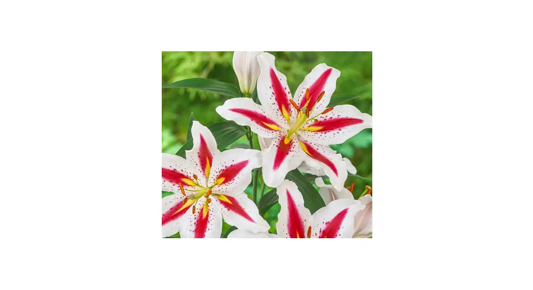 Barbara King M89536 6-piece Multi Colored Fragrant Lily Live Plants User Guide Barbara King M89536 6-piece Multi Colored Fragrant Lily Live Plants User Guide