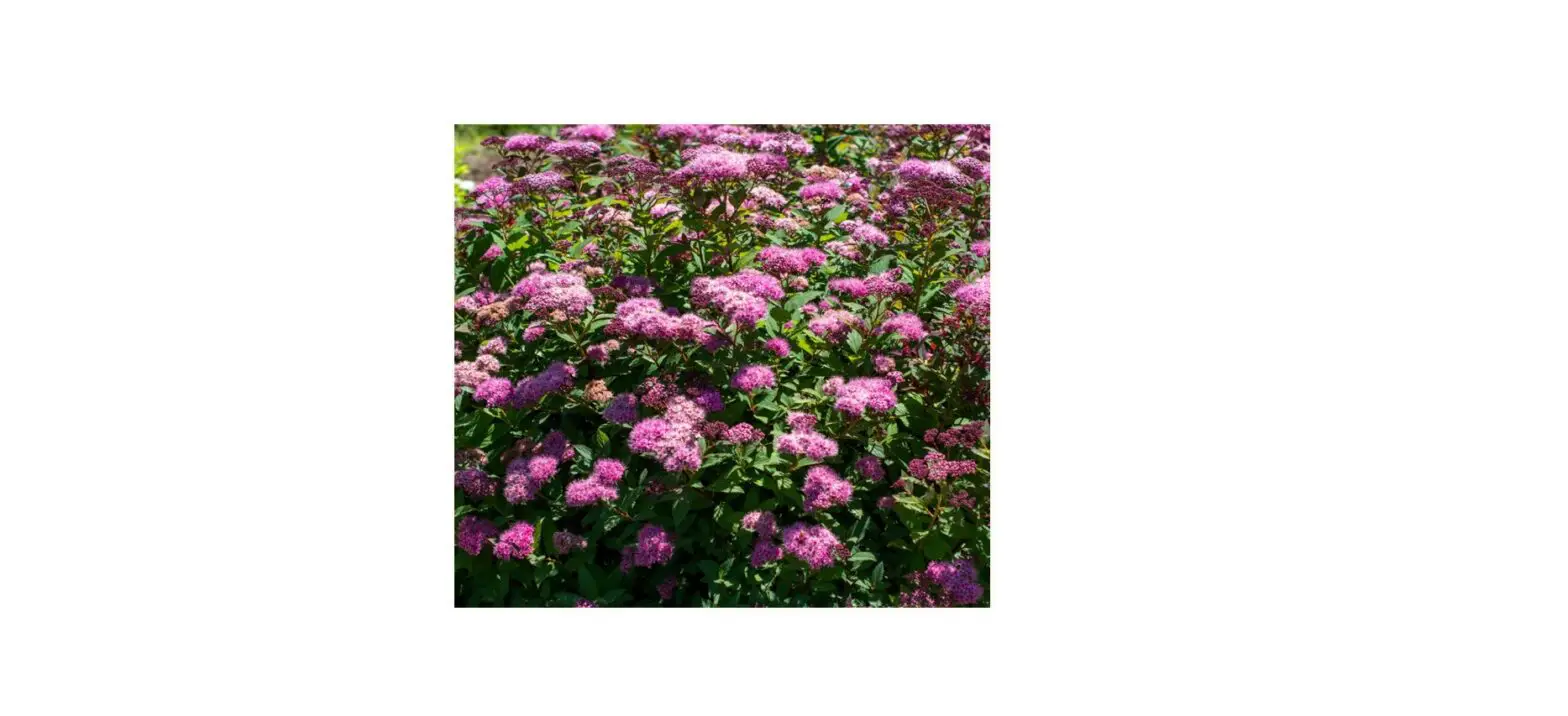 Van Zyverden 84585 Pink Bloomables Spiraea Empire Ice Dragon Bulbs Pot User Guide Van Zyverden 84585 Pink Bloomables Spiraea Empire Ice Dragon Bulbs Pot User Guide