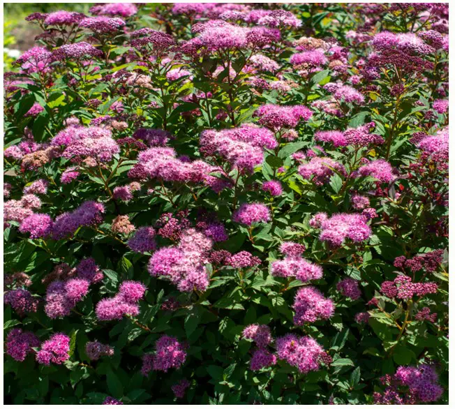 VAN ZYVERDEN 84585 Pink Bloomables Spiraea Empire Ice Dragon Bulbs Pot Product