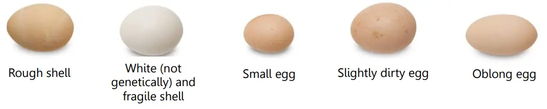 Borotto LUMIA8 Lumia 8 Egg Incubator - 10