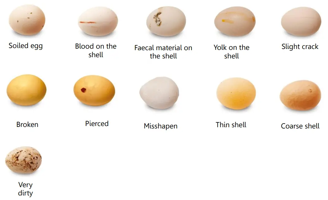 Borotto LUMIA8 Lumia 8 Egg Incubator - 12