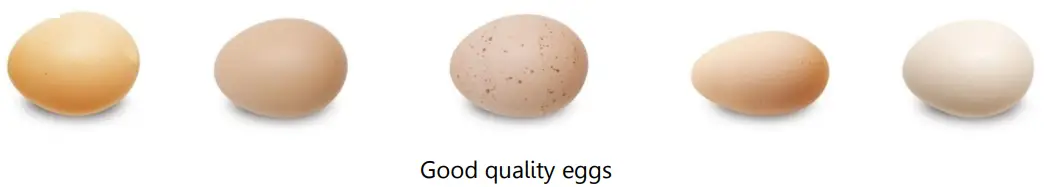 Borotto LUMIA8 Lumia 8 Egg Incubator - 8