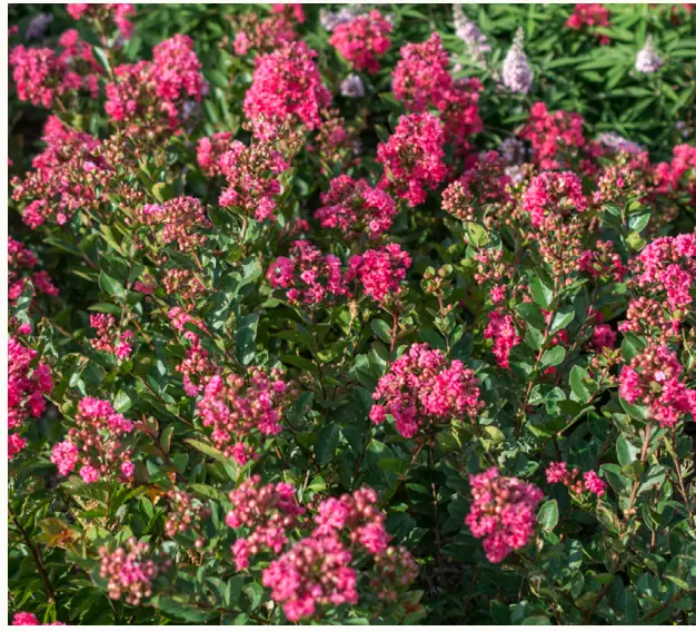 VAN-ZYVERDEN-84584-Red-Bloomables-Grape-Myrtle-Bellini-Raspberry-Bulbs-Pot-fig-1