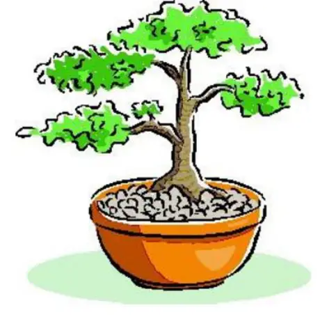 NATUREiT-Premium-Bonsai-Tree-Seed-Kit-1