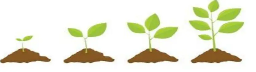 NATUREiT-Premium-Bonsai-Tree-Seed-Kit-2