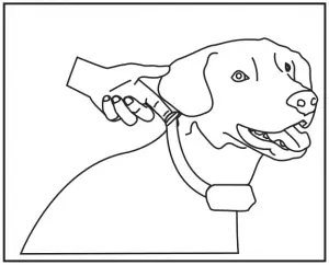 Setting-Up-PATPET-Dog-Training-Collar-A11-