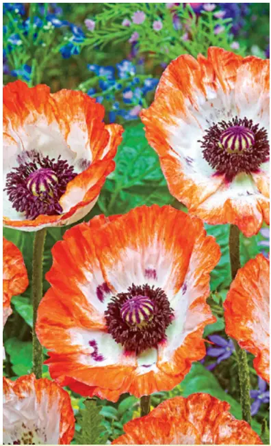 M89528 3-Piece Oriental Poppy Picotee Live Plants