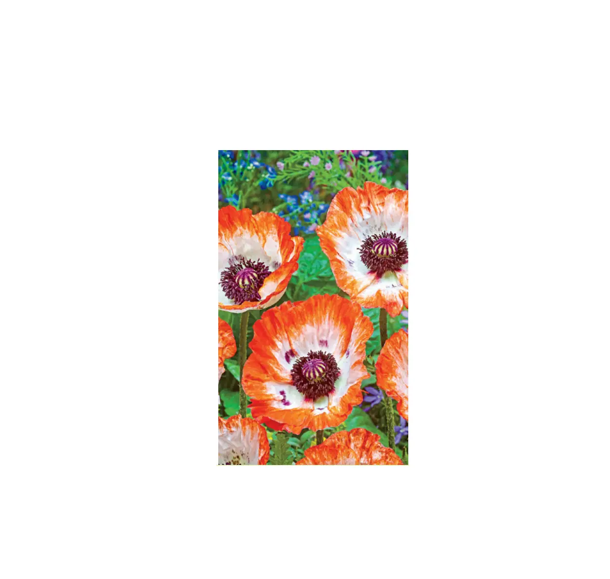 Barbara King M89528 3-piece Oriental Poppy Picotee Live Plants User Guide Barbara King M89528 3-piece Oriental Poppy Picotee Live Plants User Guide