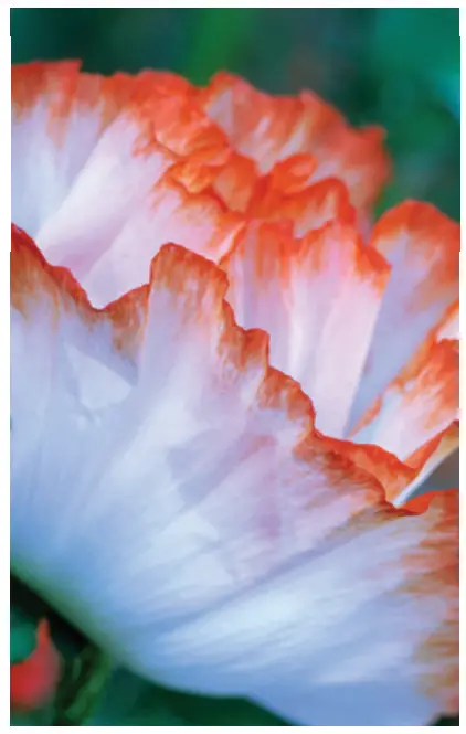 Planting and Growing Guide