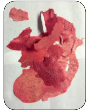 DOMO DO325VD Food Dryer - figure 2