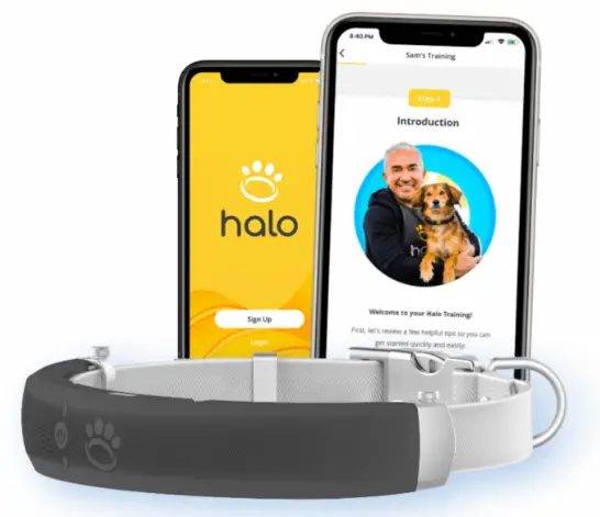 Halo-Collar-dog-Training-App