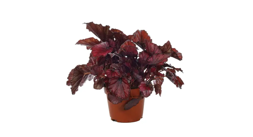 Costa Farms 3qt Begonia Jurassic Komodo Annual In Grow Pot User Manual Costa Farms 3qt Begonia Jurassic Komodo Annual In Grow Pot User Manual
