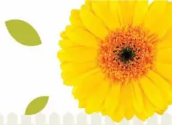 Costa Farms - flwer2