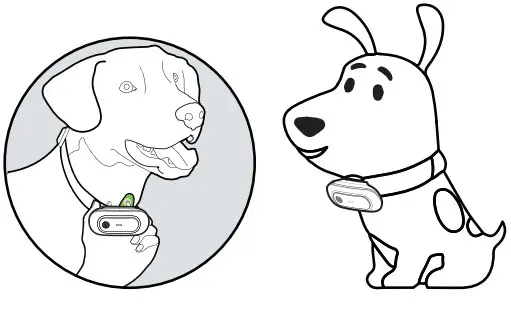 Dongguan Paitege Pet Products TC 20A Dog Training Collar - Figure 6