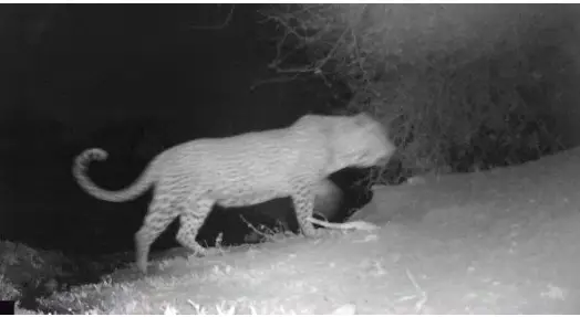 cameratraps UVL4 Black Flash No Glow built-in viewer - fig 18