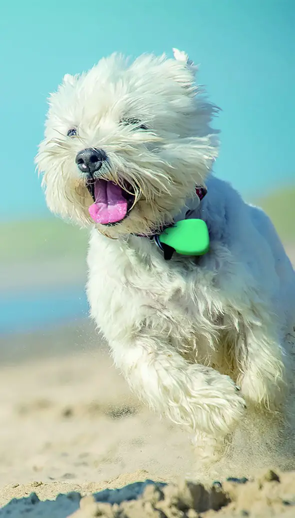 HOW TO ATTACH YOUR JIOBIT