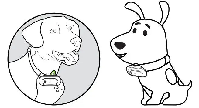 Dongguan Paitege Pet Products TC 20 Dog Training Cooler - figure 7