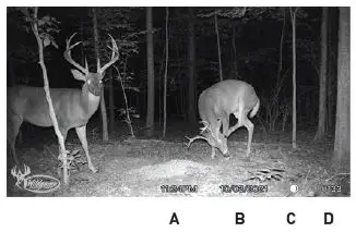 Wildgame-INNOVATIONS-WGI-TERAX-Terra-Extreme-Trail-Camera-13