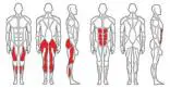 Abdominal muscles and thigh area 2