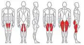 Anterior thigh muscle 3