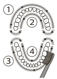 PHILIPS 1000, 2000 Series Sonic Care - brushing in section