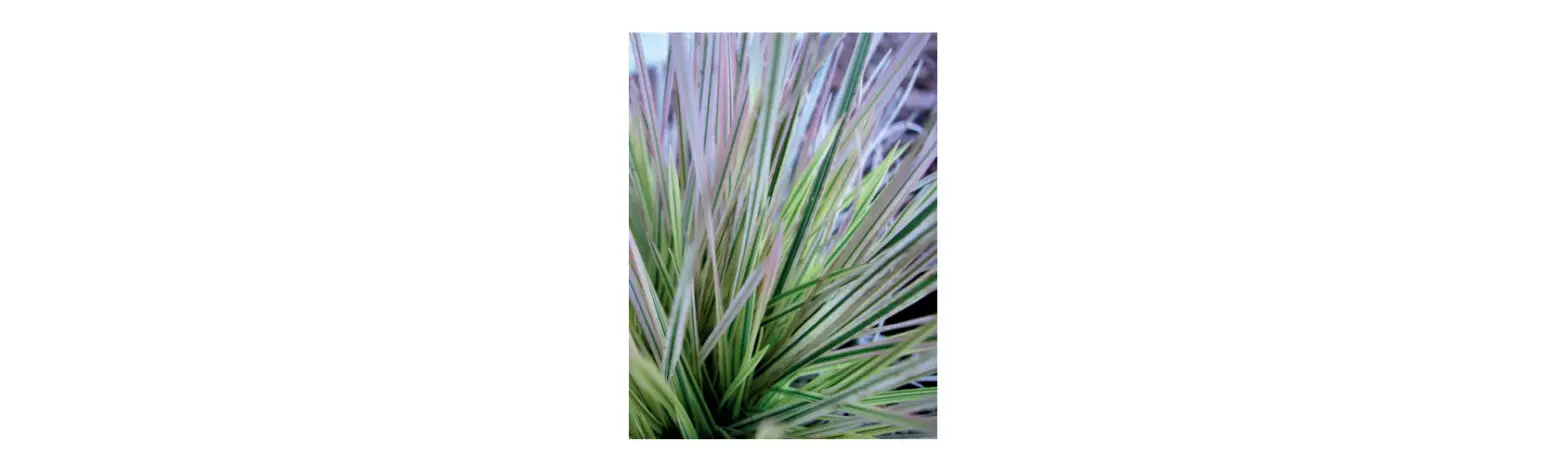 Proven Selections 2.5 Qt. Perennial Grass Deschampsia Northern Lights 2-pack Instructions Proven Selections 2.5 Qt. Perennial Grass Deschampsia Northern Lights 2-pack Instructions