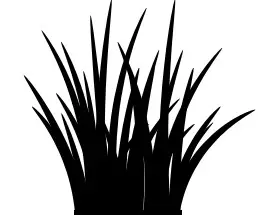 Proven Selections 2.5 qt. Perennial Grass Deschampsia Northern Lights 2-Pack - figure 3