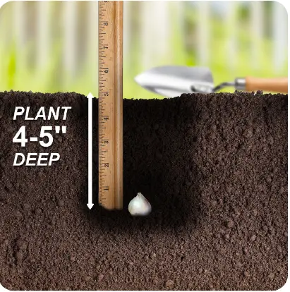 GSB ECF-01-25 Allium Persian Blue 1