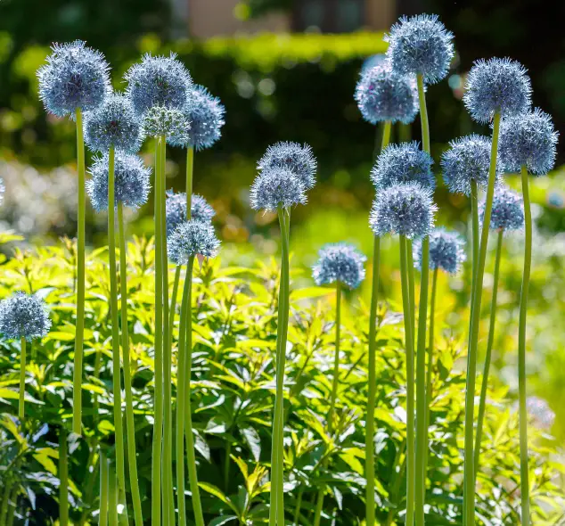 GSB ECF-01-25 Allium Persian Blue PRODUCT