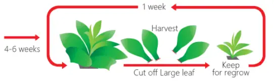 OPCOM-Farm-OFG001-2-Hydroponic-Growing-System-fig-13