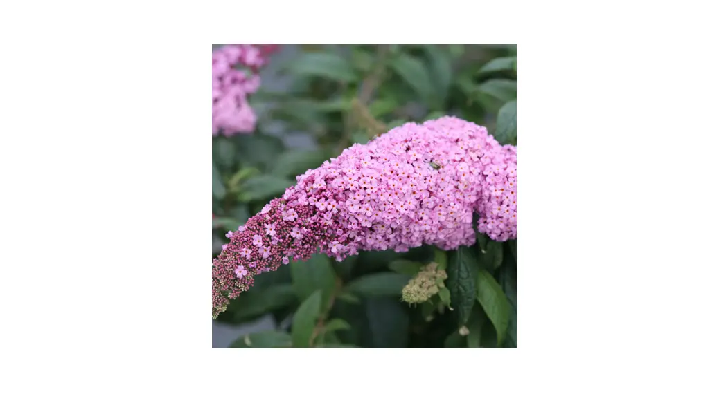 Proven Winners Pugster Pinker Butterfly Bush Buddleia X Instructions Proven Winners Pugster Pinker Butterfly Bush Buddleia X Instructions