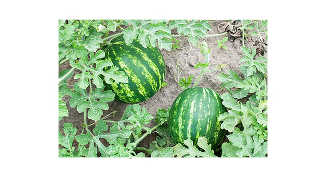 Beeloom Watermeloom Waldorf Watermelon Arch Instructions