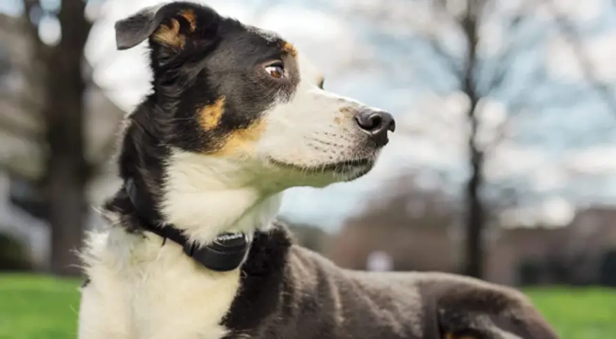 Petsafe Stay & Play Compact Wireless Pet Fence User Manual