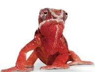 ELATEC TWN4 Palon Compact Legic M - frog