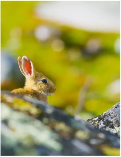 HEGEL H120 Music System - fig