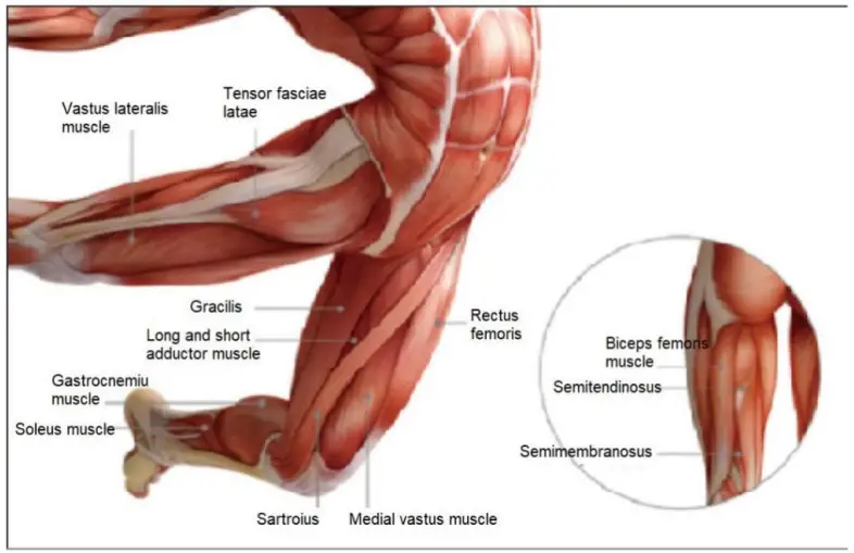 Kmart ITGM 03 Mini Massage Gun-Leg