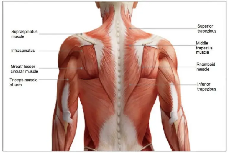 Kmart ITGM 03 Mini Massage Gun-User Guide14