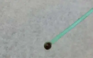 SHORELINE-BIOME-PacBio-Complete-StrainID-Kit-FIG-2