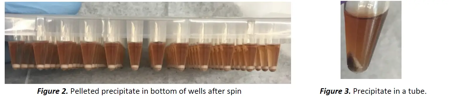 SHORELINE-BIOME-PacBio-Complete-StrainID-Kit-FIG-3