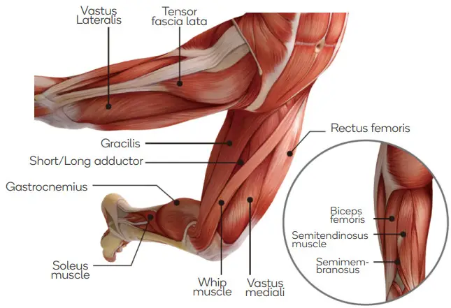 kogan KADPMSCMSGA Active Pro Deep Muscle Massage Gun -Leg