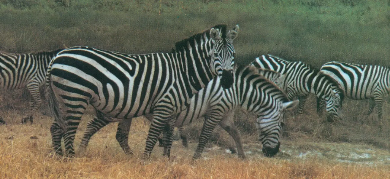 MINOLTA 16 MG-S Vintage Camera Lab - Zebra