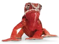 ELATEC TWN4 Slim Legic - fig