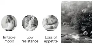 graphical user interface