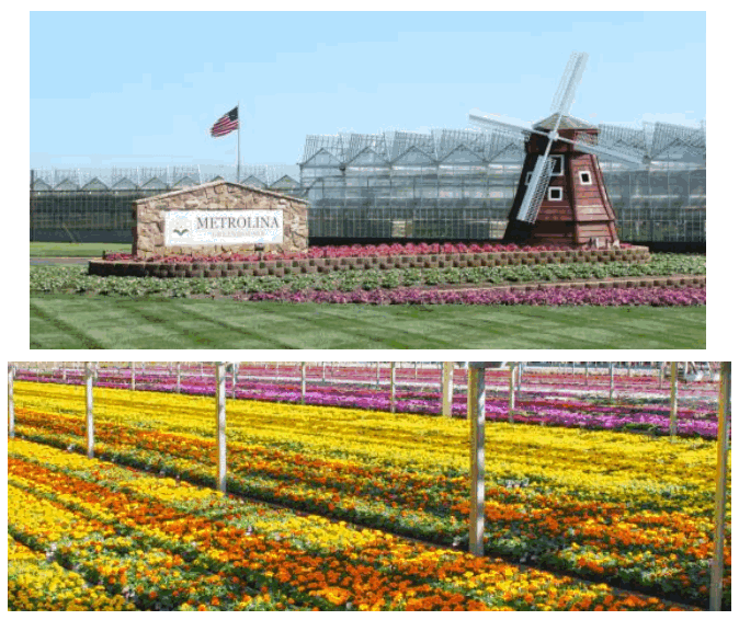 METROLINA GREENHOUSES 4480 1 5 Pt Proven Winners Sedum Annual Plant - FIG