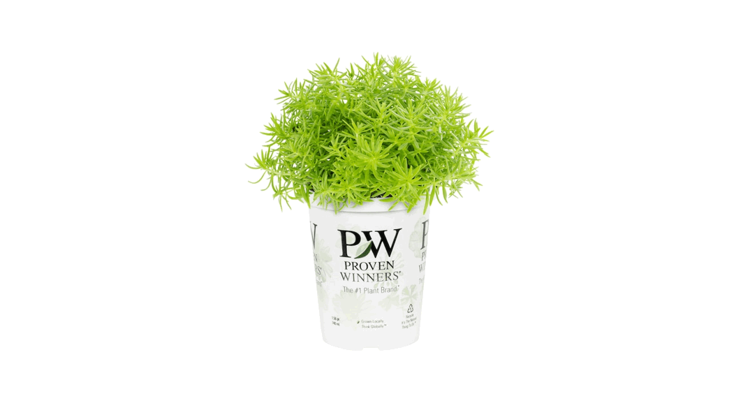 Metrolina Greenhouses 4480 1.5 Pt. Proven Winners Sedum Annual Plant User Manual