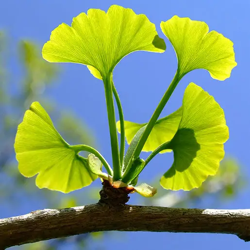 Gingko Frequently Asked Questions